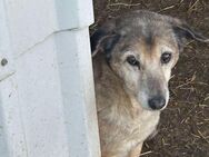 Seniorin ABBY sucht lieben Rentnerplatz - Neuberg