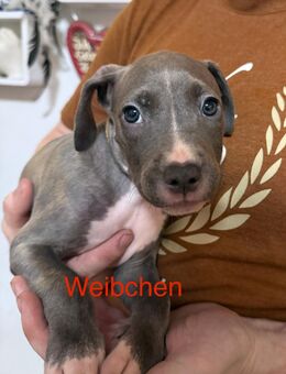 American Bully Welpen - Brandenburg (Havel)