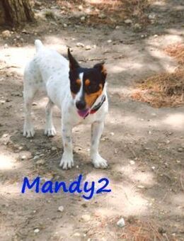 Mandy2 süßer Schatz sucht sein Glück5/24 - Ruppertsecken