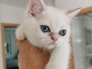 BKH/Persische langhaar Kitten männlich und Mutter - Wülfrath