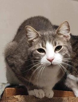 Kevin im tiefsten Winter gerettet - Augsburg