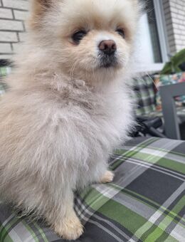 Pomerian Zwergspitz - Surwold