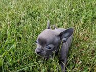2 süße Chihuahua Welpen Rüden - Herzberg (Elster)