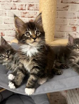 Reinrassige Maine Coon Katerchen aus Hobbyzucht - Suhl