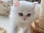 Reinrassige BKH + BLH Kitten in weiß mit blauen Augen!..