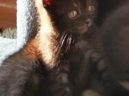 BKH Kitten in unterschiedlichen Farbschlägen. Blue, Beige, schwarz und choco - Bad Wildungen
