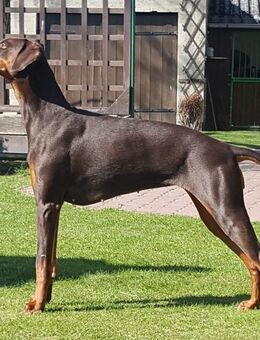 Dobermann Welpen - Osterburg (Altmark) Zentrum