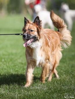 Super Rüde namens Ravi - Augsburg