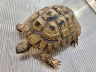 Griechische Landschildkröten (Testudo hermanni-hermanni) - Weil (Rhein) Zentrum