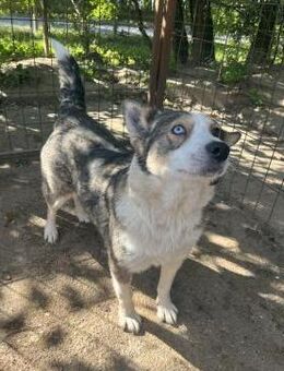 Lia - Husky Mix Hündin sucht ihr Glück! - Köln