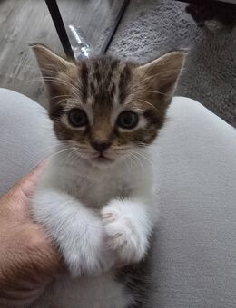 Bkh mix Kitten - Hamburg