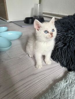 BKH Kitten (Abgabebereit) - Bremen
