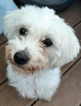 Malteserhündin sucht souveränes und ruhiges Zuhause! - Niederbreitbach