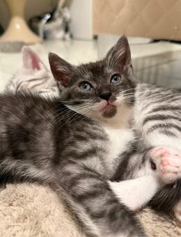 Baby Katze /Kitten - Swisttal