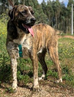 Boris sucht passendes Zuhause - Untergruppenbach