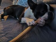 Süßer Boston Terrier - Dingolfing