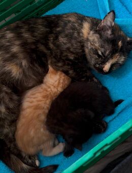 Babykatze zu verkaufen - Goldbach (Bayern)