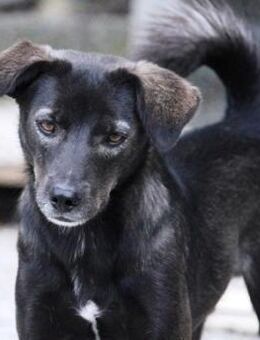 Earl ist ein bezaubernder Hundejunge! - Karben