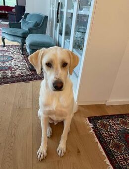 Anton sucht dringend ein neues Zuhause - Blankenheim (Nordrhein-Westfalen)
