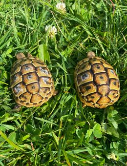 Griechische Landschildkröten kontrastreich gezeichnet NZ 2023 - Reinheim