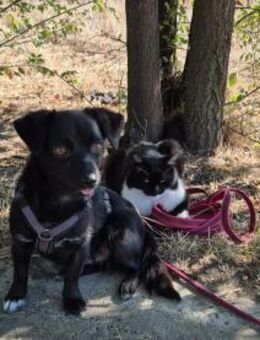 Sanfte Nisha sucht ihre Menschen - Kleinostheim