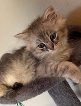 Babykatze Kitten Blh - Neunkirchen (Saarland)