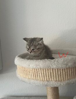 BKH Kitten - Backnang