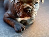 Französische Bulldogge Welpen - Homberg (Efze)