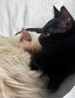 Zwei Katzen suchen ein liebevolles Zuhause - Gelsenkirchen Bulmke-Hüllen