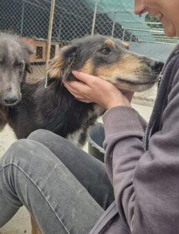 Liebesvolles Notfellchen MAXI sucht ! - Korschenbroich