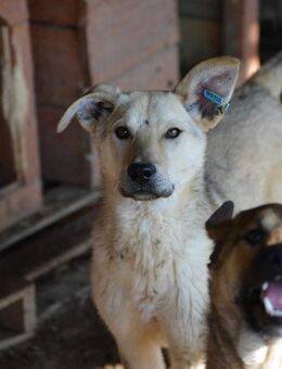 😍KOBOLD - BIN ICH NICHT ZUM KNUTSCHEN? - Alfeld (Leine)