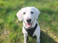 Labrador Mischling sucht ein zu Hause - Duisburg