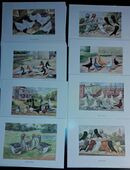 60 Historische Farblithografien von Geflügel in 10437