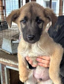 BILBO ~ braun mit schwarzen Schnutchen - Duisburg