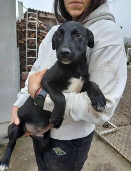 🩵Lupo🩵 sucht sein großes Glück! 🐾🩵 - Freilassing