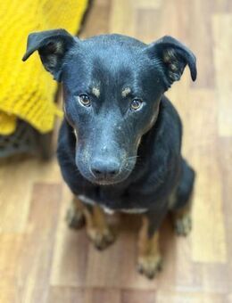 Max - großes Herz aus Gold - Gerlingen