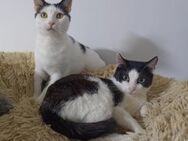 💞Bezaubernde💫Brüder - Erick und Oscar - Eislingen (Fils)