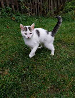 Süße kleine Kätzchen (Hauskatze/Norwegische Waldkatze) abzugeben - Lengefeld
