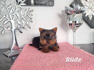 Yorkshire Terrier Babys / Chip - Simbach