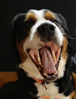 Großer Schweizer Sennenhund in liebevolle Hände abzugeben - Notfall - Mörfelden-Walldorf