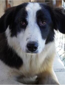 Sanfte Riesin Maya sucht ihr Für-Immer - Gerlingen