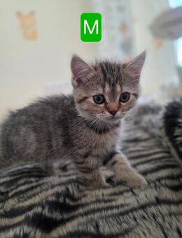 Ab 13.09 Reinrassige Kitten BKH - Nastätten