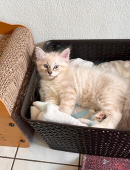 Sibirische Waldkatze Kitten Katzenkinder - Altötting