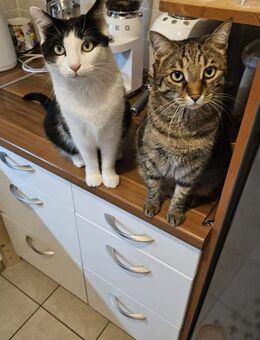 Lilly & Frankie Verschmustes Dreamteam - Unterföhring