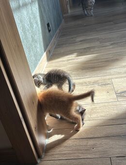 EKH Babykatzen Pärchen Hauskatzen suchen Zuhause - Bersenbrück Zentrum