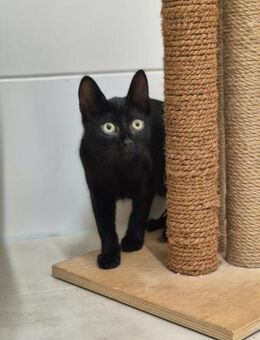 Mino, Pablo, Pino und Raiko - Schwielowsee