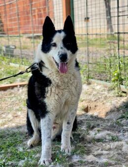 BURAN- sucht Altersruhesitz - Mainhardt