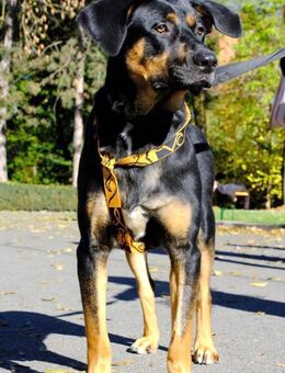 Nadir wünscht ein liebevolles Zuhause - Dittelbrunn