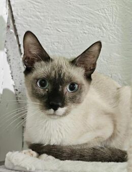 Viele Kitten u. Katzen suchen ihr Zuhaus - Sulzbach-Laufen