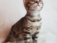 Reinrassige Bengalkitten mit FIFe Stammbaum - Albstadt